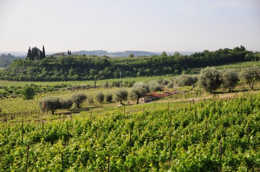 Costa Degli Ulivi i klassiska Valpolicella